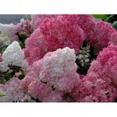 Hydrangea paniculata Vanille Fraise